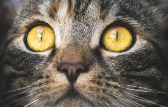 Ojos-gato-CF